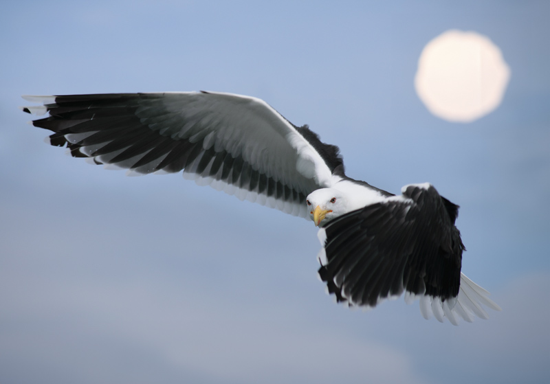 This awe-inspiring photograph captures the essence of County Dublin's FortyFoot, revealing the profound beauty of the natural world. The image provides an enthralling close-up of a majestic seagull, caught in an elegant flight through the sky, with the brilliant sun serving as an illuminating backdrop. The composition conveys a palpable sense of liberation and tranquillity, inviting viewers to lose themselves in the mesmerising scenery and appreciate the serene ballet between the winged marvel and the heavenly light.